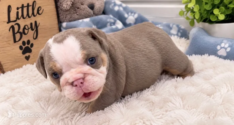 Mabel – English Bulldog puppy for sale in Pico Rivera, CA