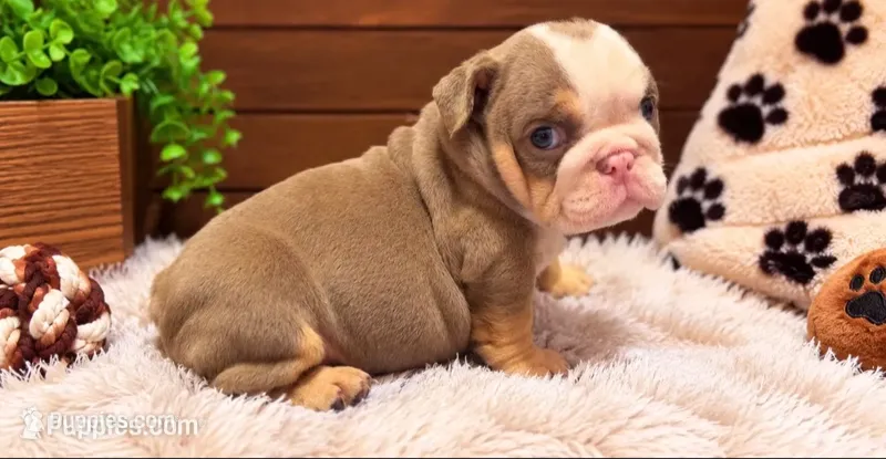 Mabel – English Bulldog puppy for sale in Pico Rivera, CA