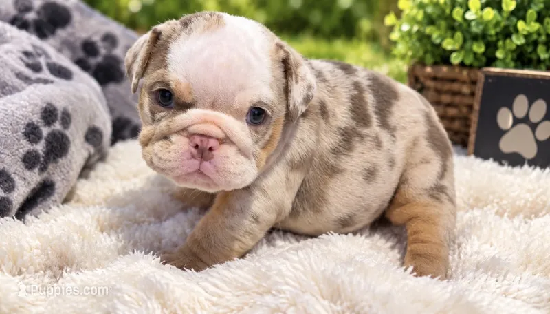 Winter  – English Bulldog puppy for sale in Pico Rivera, CA