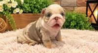 Dixie, a female English Bulldog for sale in Pico Rivera, CA – 3 of 3