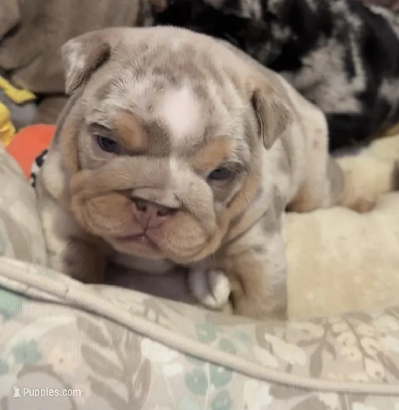 Sunday  – English Bulldog puppy for sale in Pico Rivera, CA