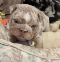 Sunday , a female English Bulldog for sale in Pico Rivera, CA – 1 of 1