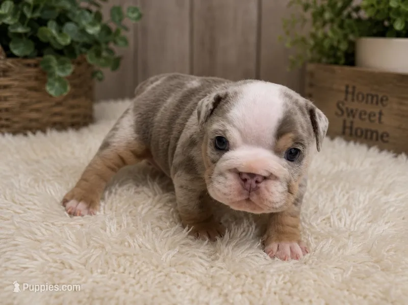 Cindi – English Bulldog puppy for sale in Pico Rivera, CA