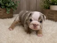 Cindi, a female English Bulldog for sale in Pico Rivera, CA – 1 of 2