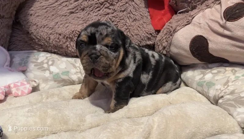 Cookie – English Bulldog puppy for sale in Pico Rivera, CA