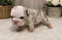 Winter , a female English Bulldog for sale in Pico Rivera, CA – 2 of 2