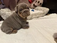 Pancake, a female English Bulldog for sale in Pico Rivera, CA – 4 of 5