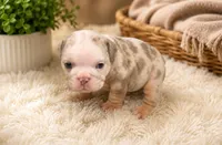 Frostie, a male English Bulldog for sale in Pico Rivera, CA – 2 of 2
