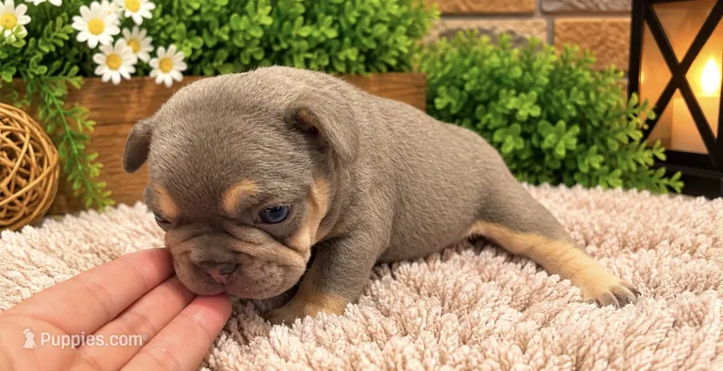 Kai, a male French Bulldog for sale in Pico Rivera, CA – 1 of 3
