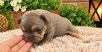Kai, a male French Bulldog for sale in Pico Rivera, CA – 1 of 3