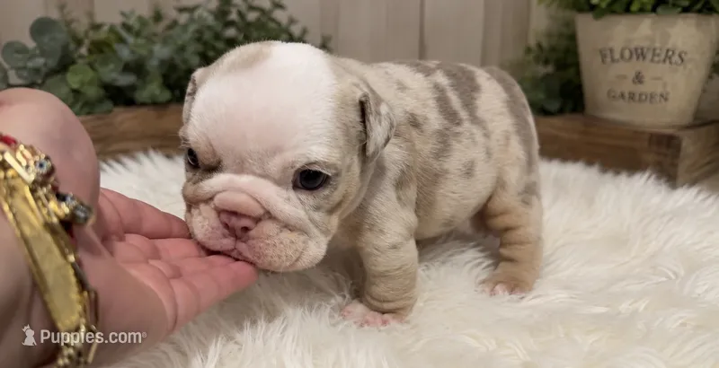 Winter  – English Bulldog puppy for sale in Pico Rivera, CA