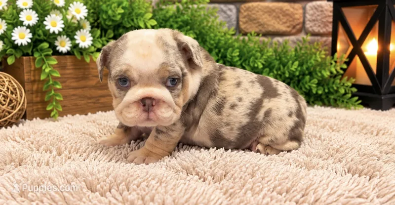 Dixie – English Bulldog puppy for sale in Pico Rivera, CA
