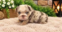 Dixie, a female English Bulldog for sale in Pico Rivera, CA – 1 of 3