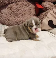 Tina, a female English Bulldog for sale in Pico Rivera, CA – 3 of 4