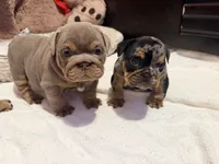Pancake, a female English Bulldog for sale in Pico Rivera, CA – 3 of 5
