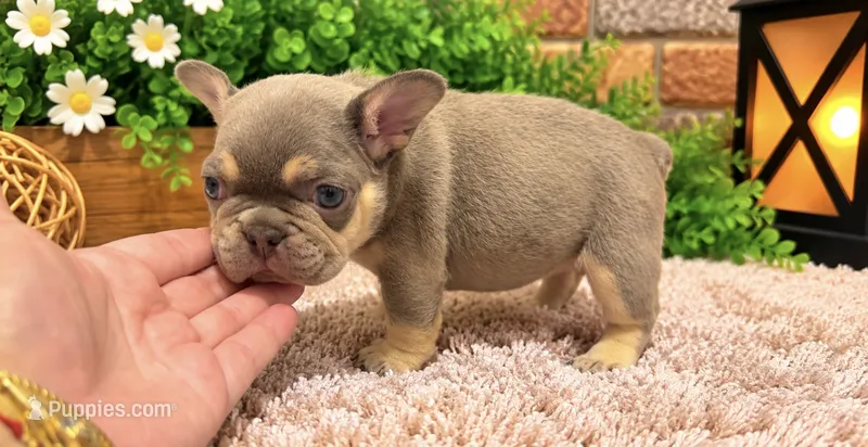 Peanut – French Bulldog puppy for sale in Pico Rivera, CA