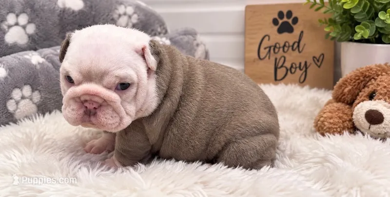 Megan – English Bulldog puppy for sale in Pico Rivera, CA