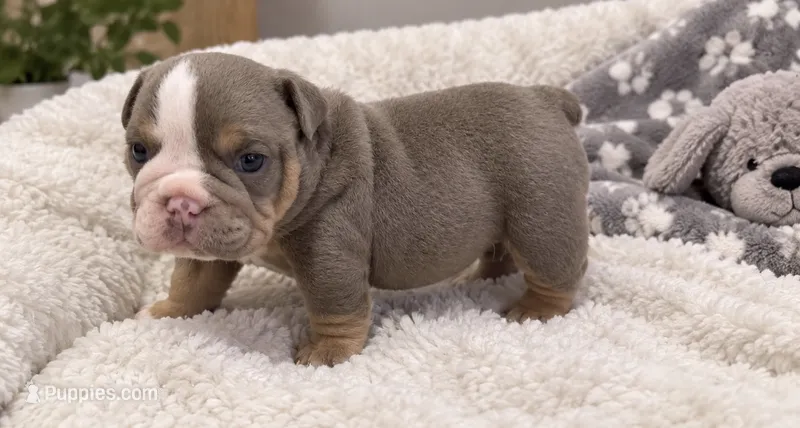 Boots – English Bulldog puppy on hold in Pico Rivera, CA
