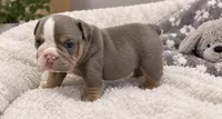 Boots, a male English Bulldog for sale in Pico Rivera, CA – 1 of 1