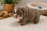 Tina, a female English Bulldog for sale in Pico Rivera, CA – 1 of 4