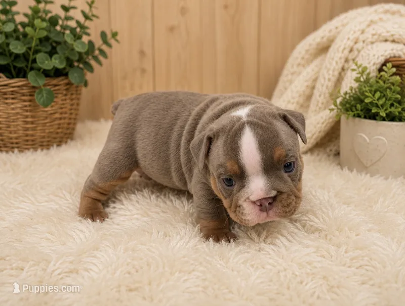 Bobby – English Bulldog puppy for sale in Pico Rivera, CA