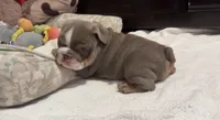 Tina, a female English Bulldog for sale in Pico Rivera, CA – 4 of 4