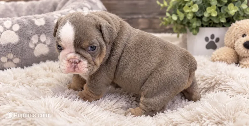Spike – English Bulldog puppy for sale in Pico Rivera, CA