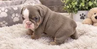 Spike, a male English Bulldog for sale in Pico Rivera, CA – 1 of 1