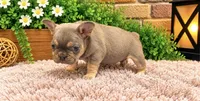 Peanut, a male French Bulldog for sale in Pico Rivera, CA – 2 of 3