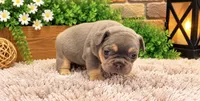 Kai, a male French Bulldog for sale in Pico Rivera, CA – 2 of 3