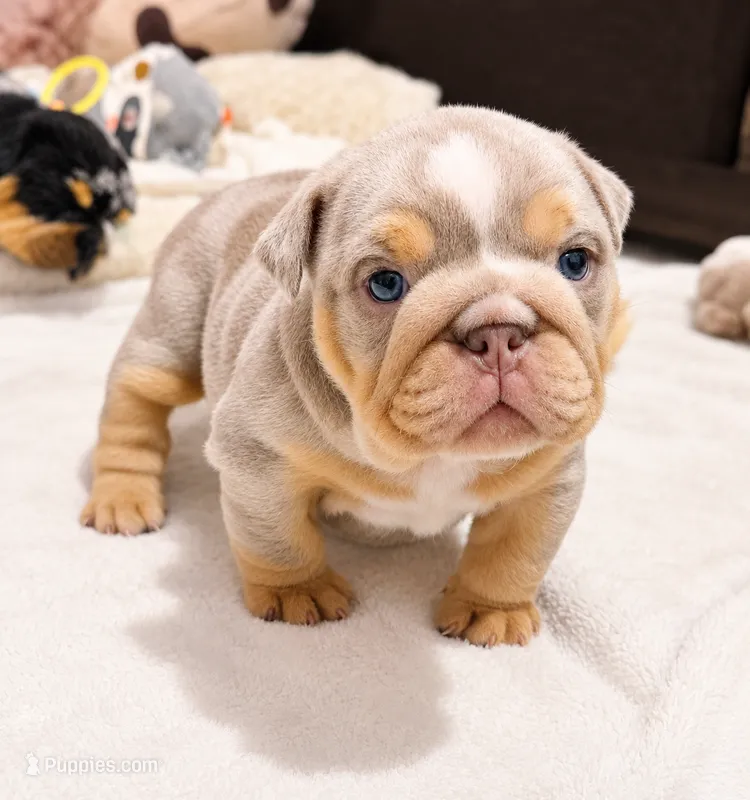 Sunday  – English Bulldog puppy for sale in Pico Rivera, CA