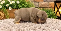 Kai, a male French Bulldog for sale in Pico Rivera, CA – 3 of 3