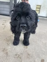 Winnie, a female Cocker Spaniel for sale in Jarrell, TX – 2 of 3