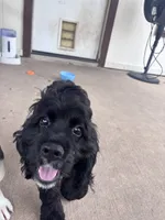 Winnie, a female Cocker Spaniel for sale in Jarrell, TX – 3 of 3