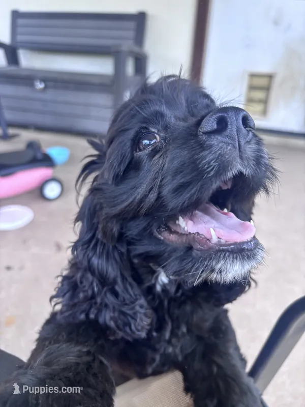 Winnie – Cocker Spaniel puppy for sale in Jarrell, TX