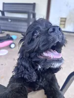 Winnie, a female Cocker Spaniel for sale in Jarrell, TX – 1 of 3