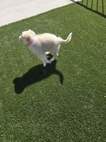 Adorable, a male Border Collie for sale in Dallas, TX – Photo 6 of 6