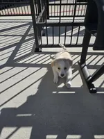 Adorable, a male Border Collie for sale in Dallas, TX – Photo 5 of 6