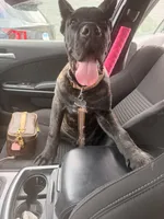 ACE, a male Cane Corso for sale in Evergreen Park, IL – 1 of 4