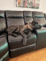 ACE, a male Cane Corso for sale in Evergreen Park, IL – 4 of 4