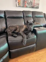 ACE, a male Cane Corso for sale in Evergreen Park, IL – 3 of 4