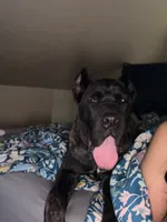 ACE, a male Cane Corso for sale in Evergreen Park, IL – 2 of 4