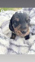 N/A, a male Miniature Dachshund for sale in Hodgenville, KY – Photo 1 of 4