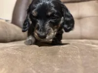 N/A, a male Miniature Dachshund for sale in Hodgenville, KY – Photo 2 of 4