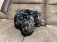 N/A, a male Miniature Dachshund for sale in Hodgenville, KY – Photo 4 of 4