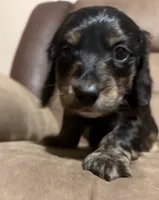 N/A, a male Miniature Dachshund for sale in Hodgenville, KY – Photo 3 of 4