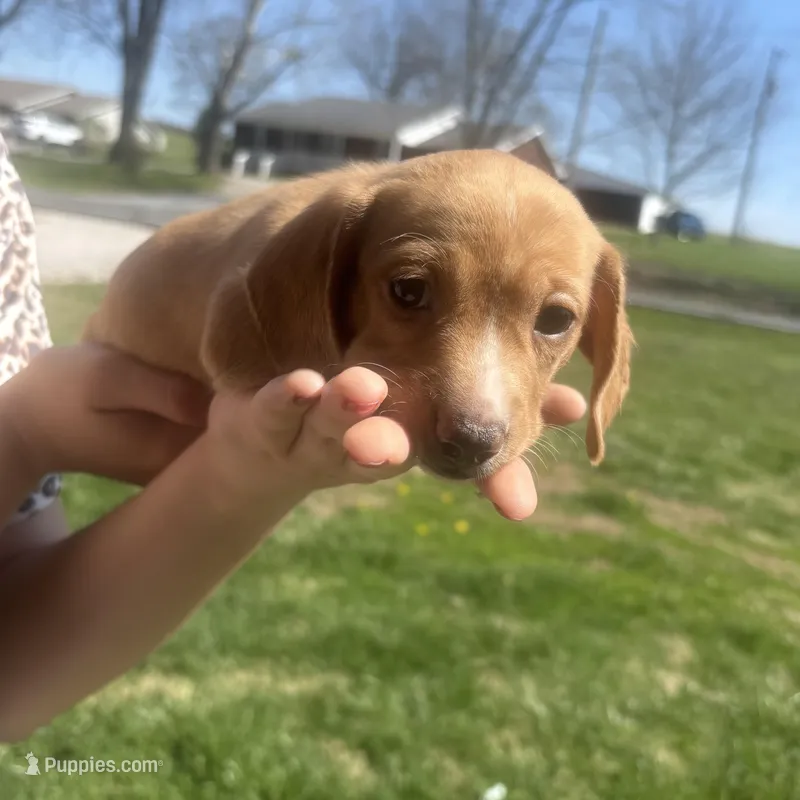 N/A – Miniature Dachshund puppy for sale in Hodgenville, KY