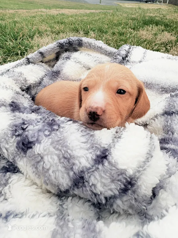 N/A, a male Miniature Dachshund for sale in Hodgenville, KY – Photo 1 of 1