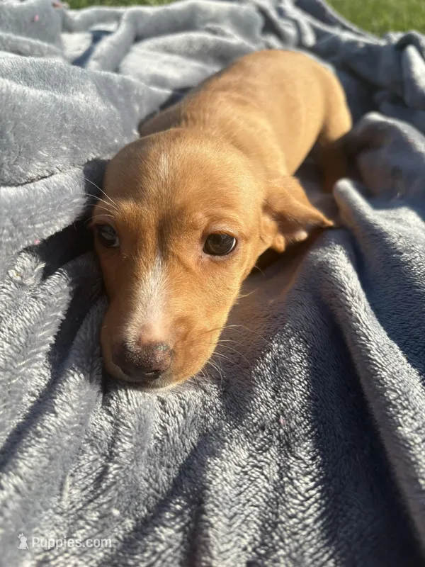 N/A – Miniature Dachshund puppy for sale in Hodgenville, KY