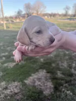 N/A, a female Miniature Dachshund for sale in Hodgenville, KY – Photo 2 of 2